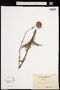 Carduus defloratus image