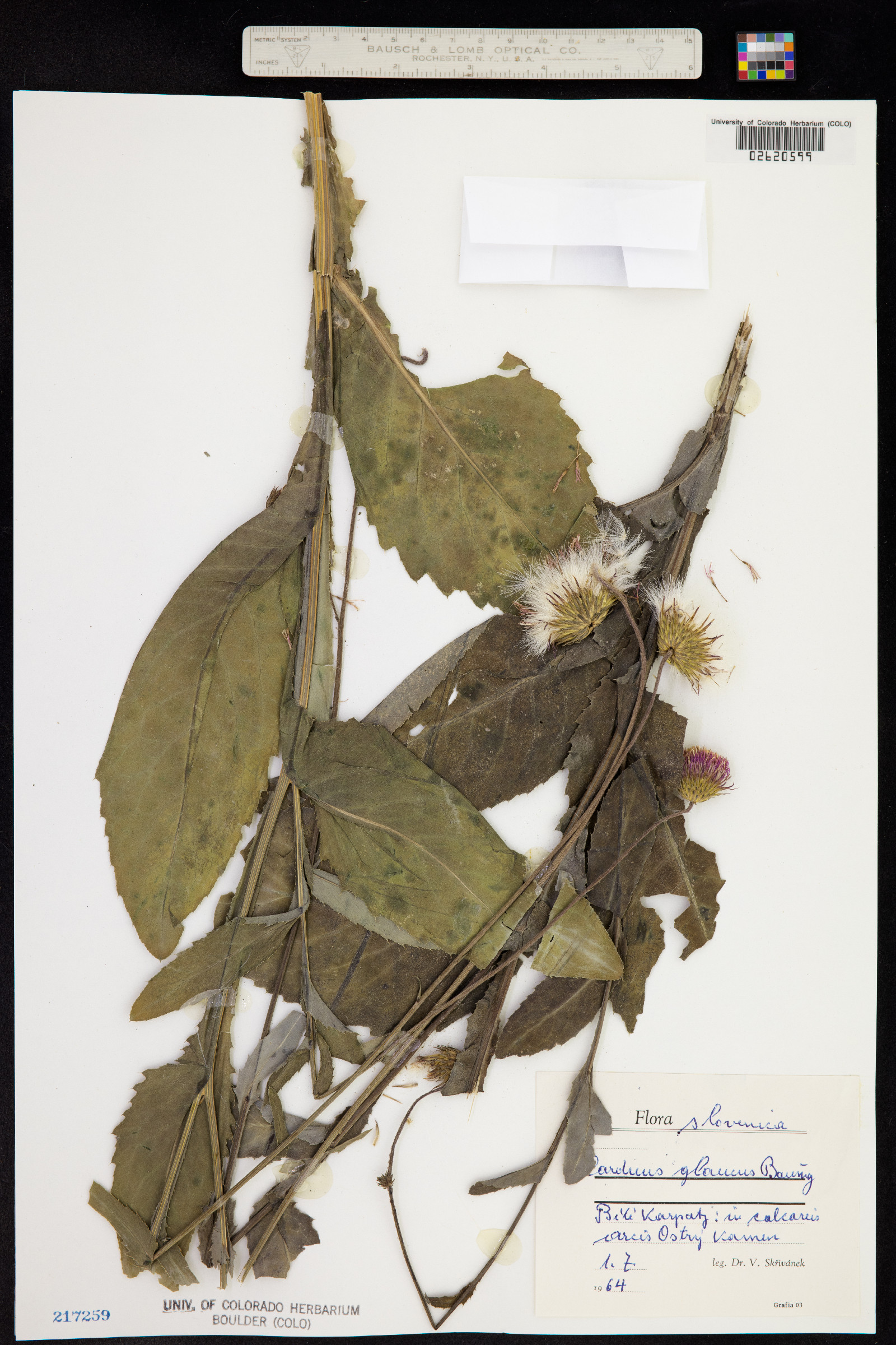 Carduus glaucus image