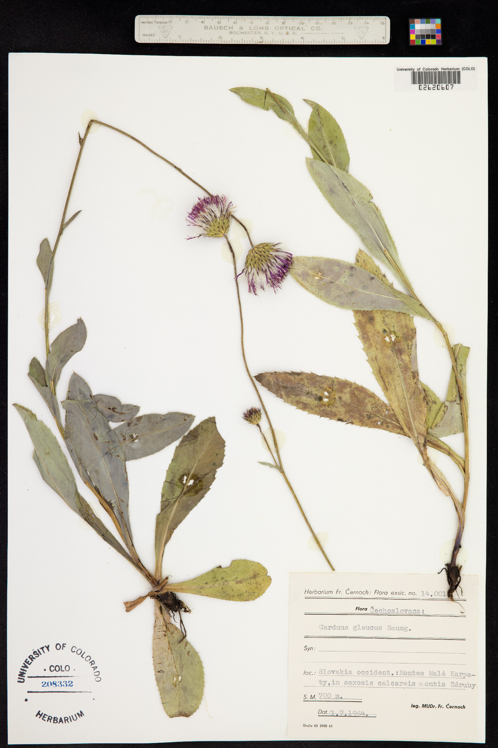Carduus glaucus image