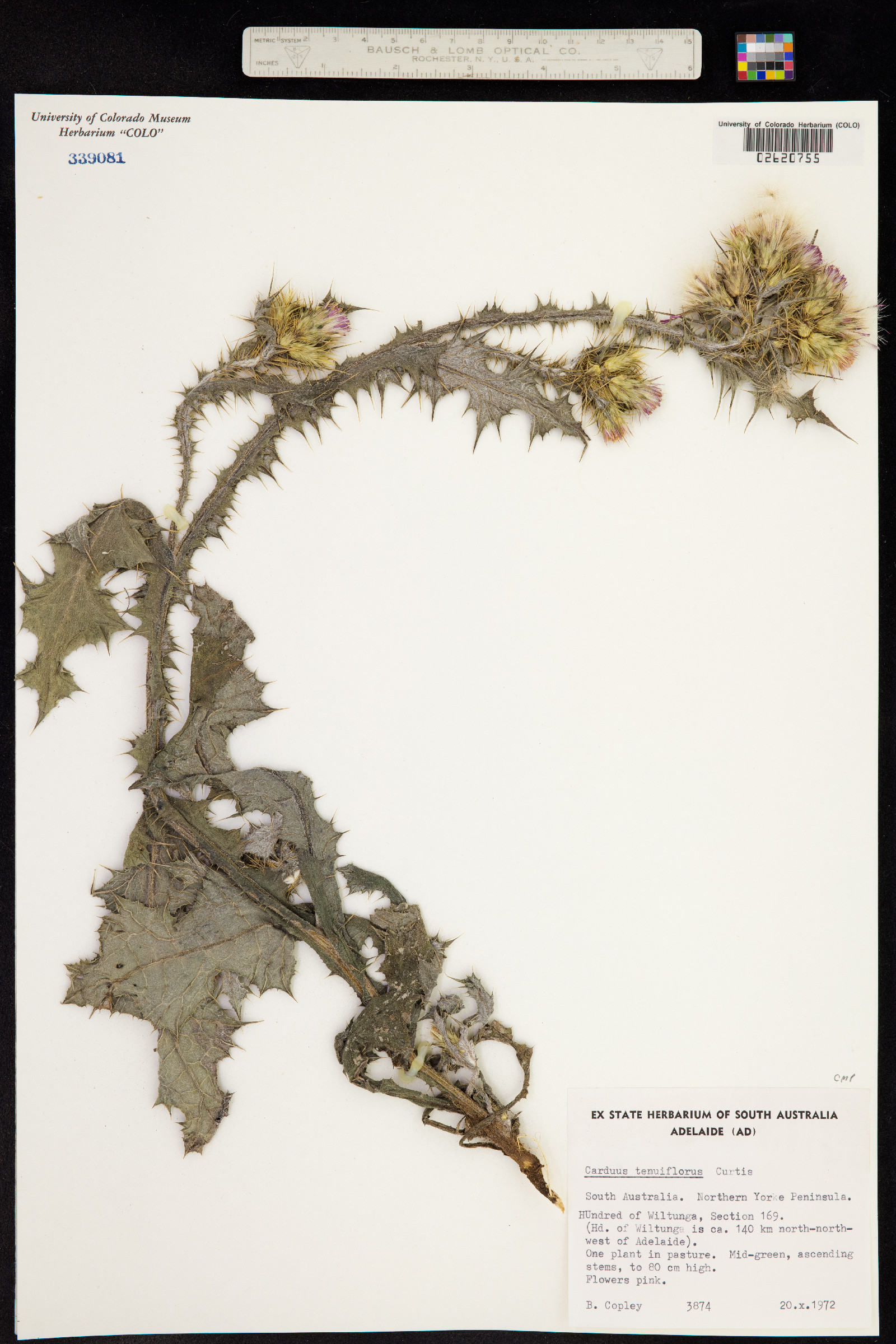 Carduus tenuiflorus image