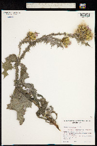 Image of Carduus tenuiflorus