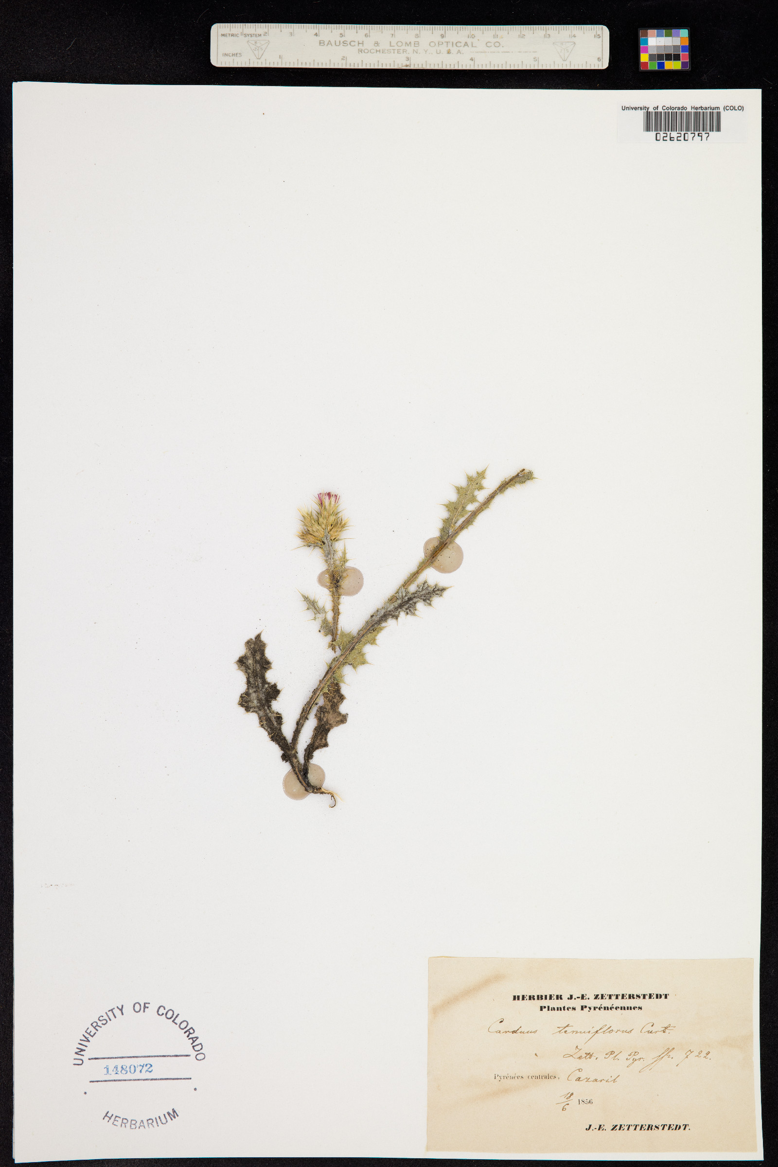 Carduus tenuiflorus image