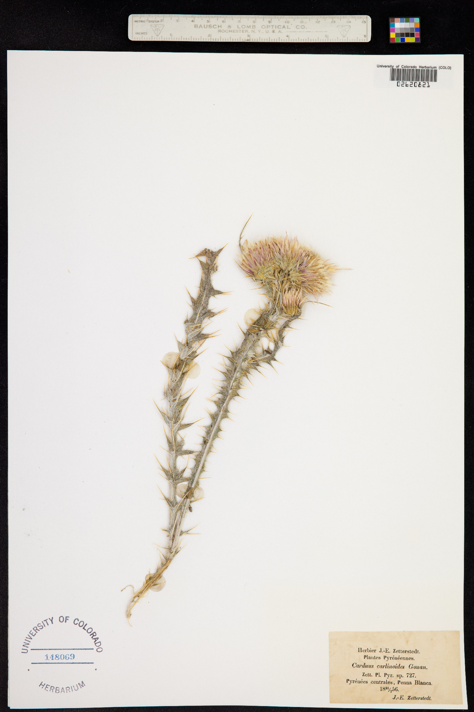 Carduus carlinoides image