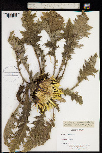 Image of Carlina acanthifolia