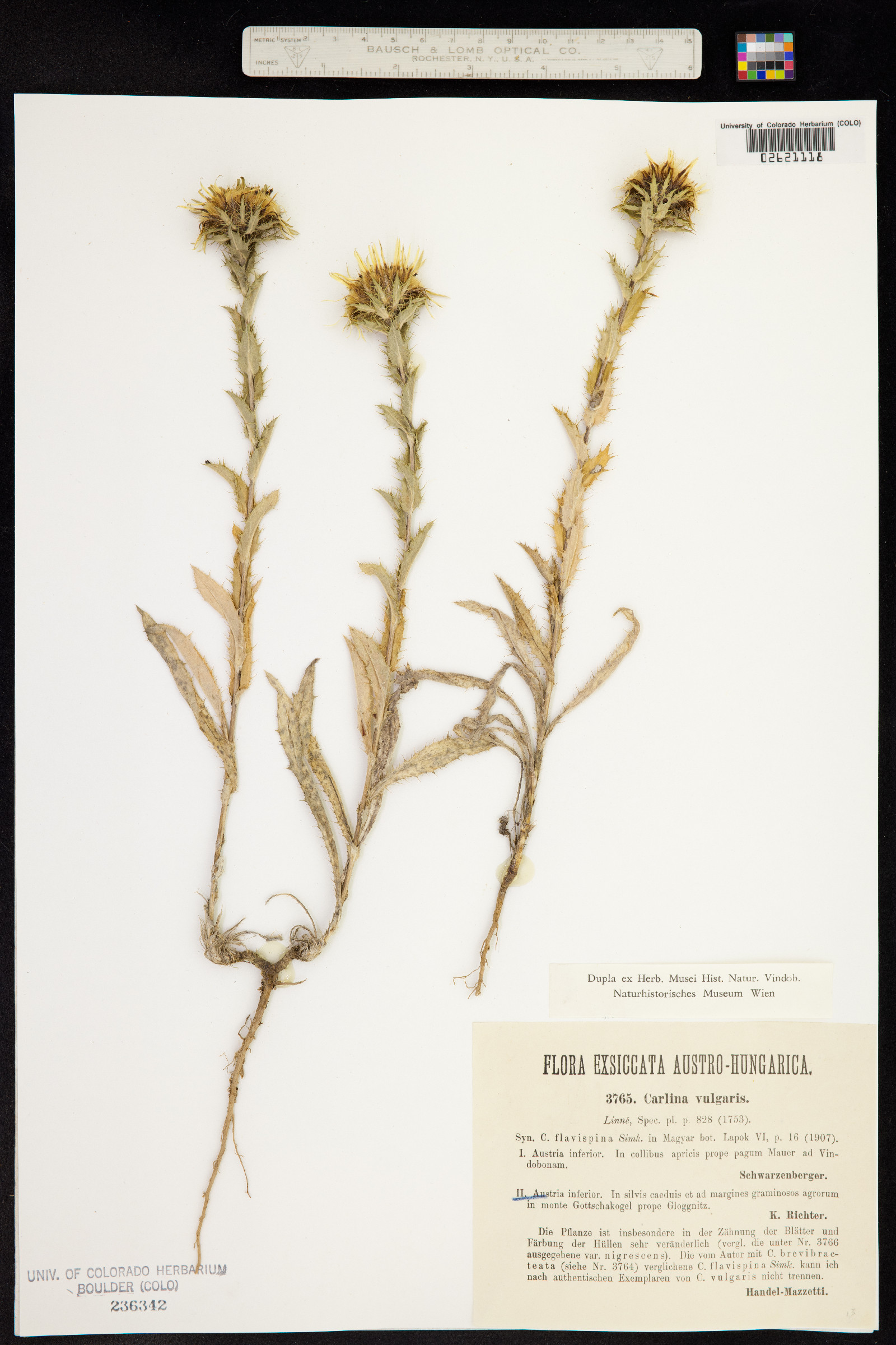 Carlina vulgaris image