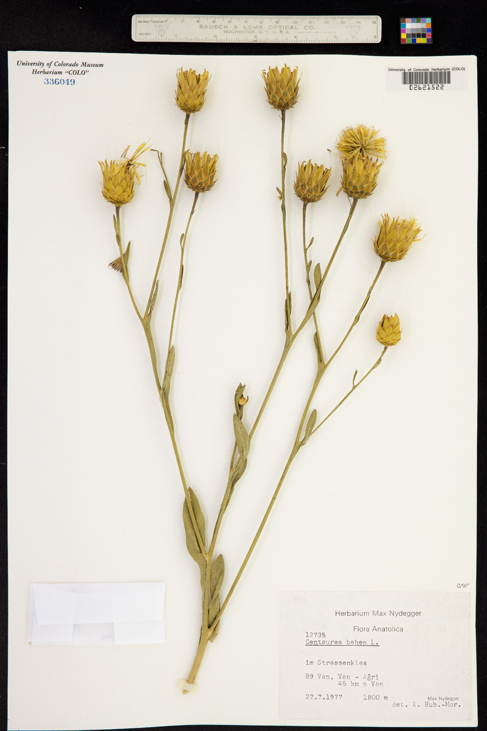 Centaurea behen image