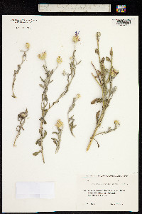 Centaurea depressa image