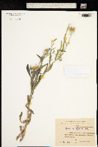 Image of Centaurea depressa