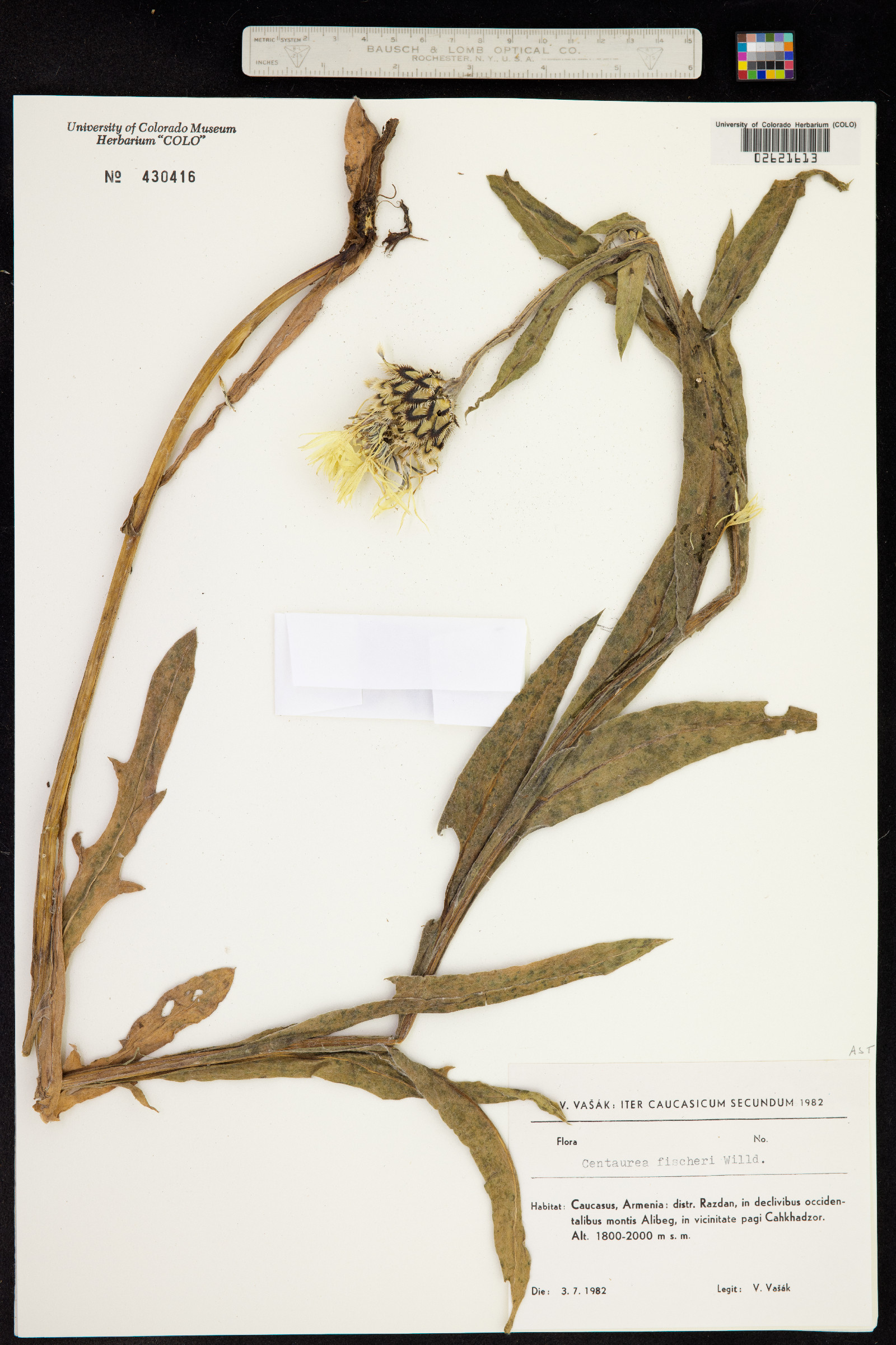 Centaurea cheiranthifolia image