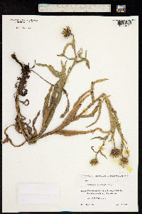 Centaurea cheiranthifolia image