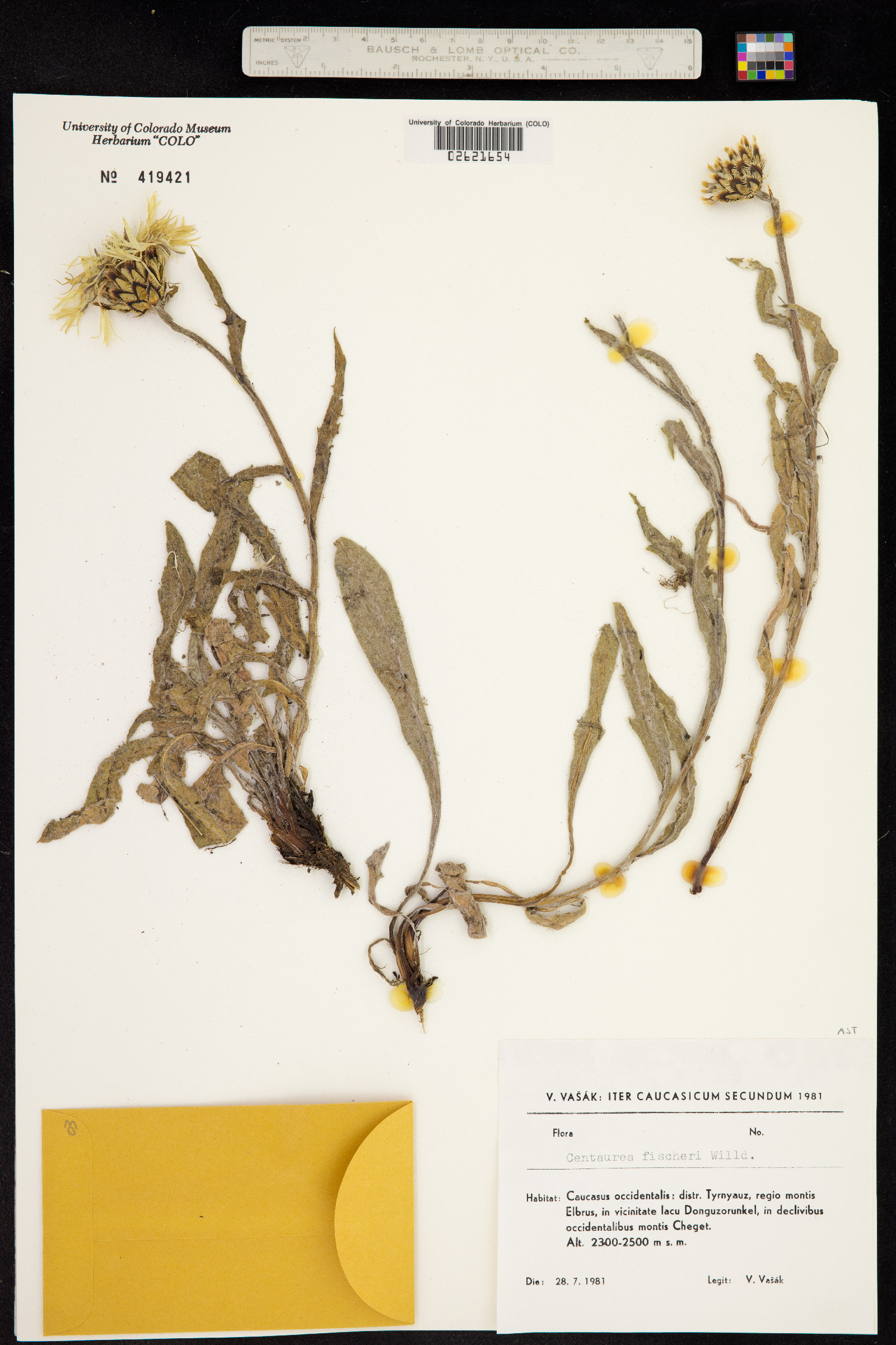 Centaurea cheiranthifolia image