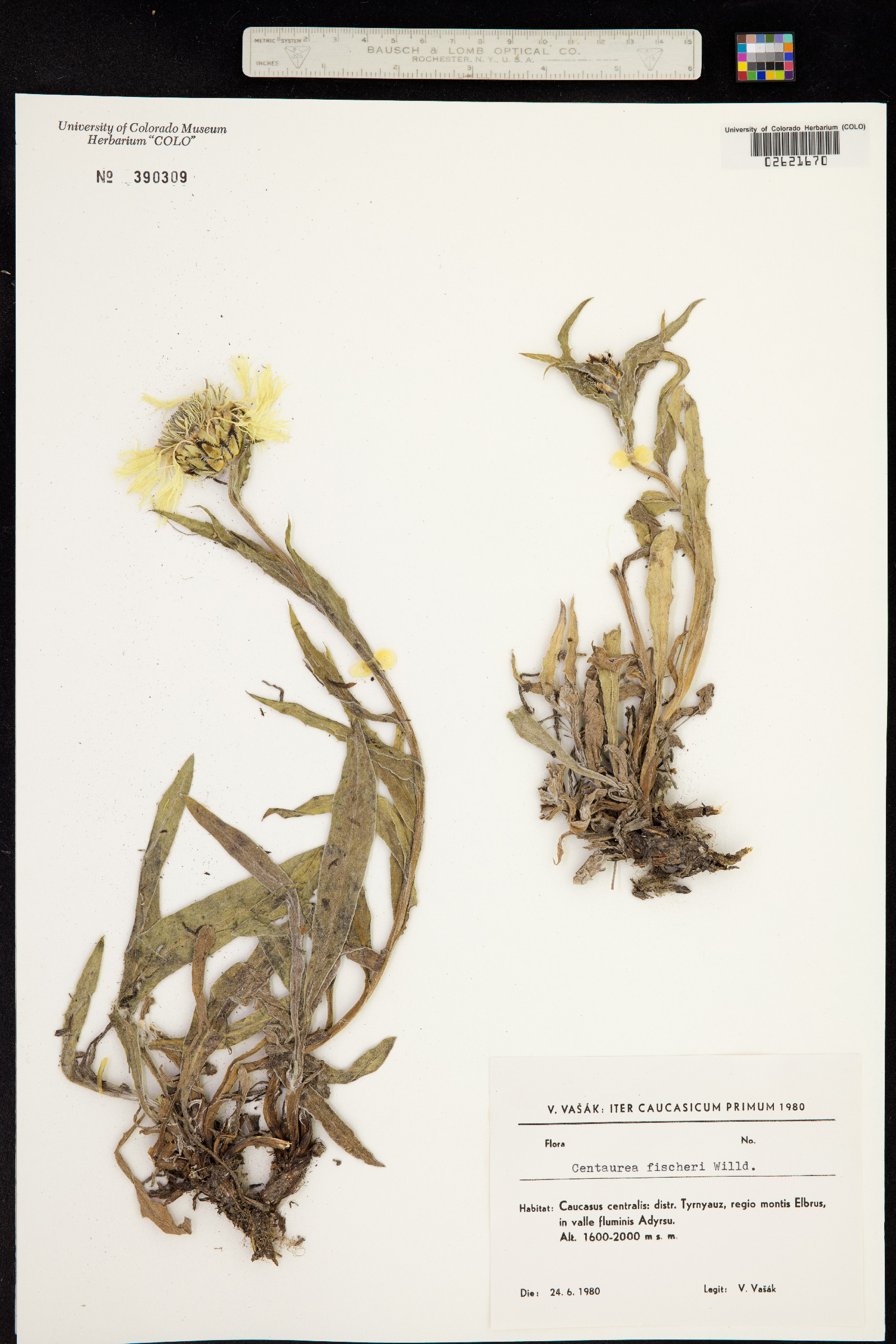 Centaurea cheiranthifolia subsp. cheiranthifolius image