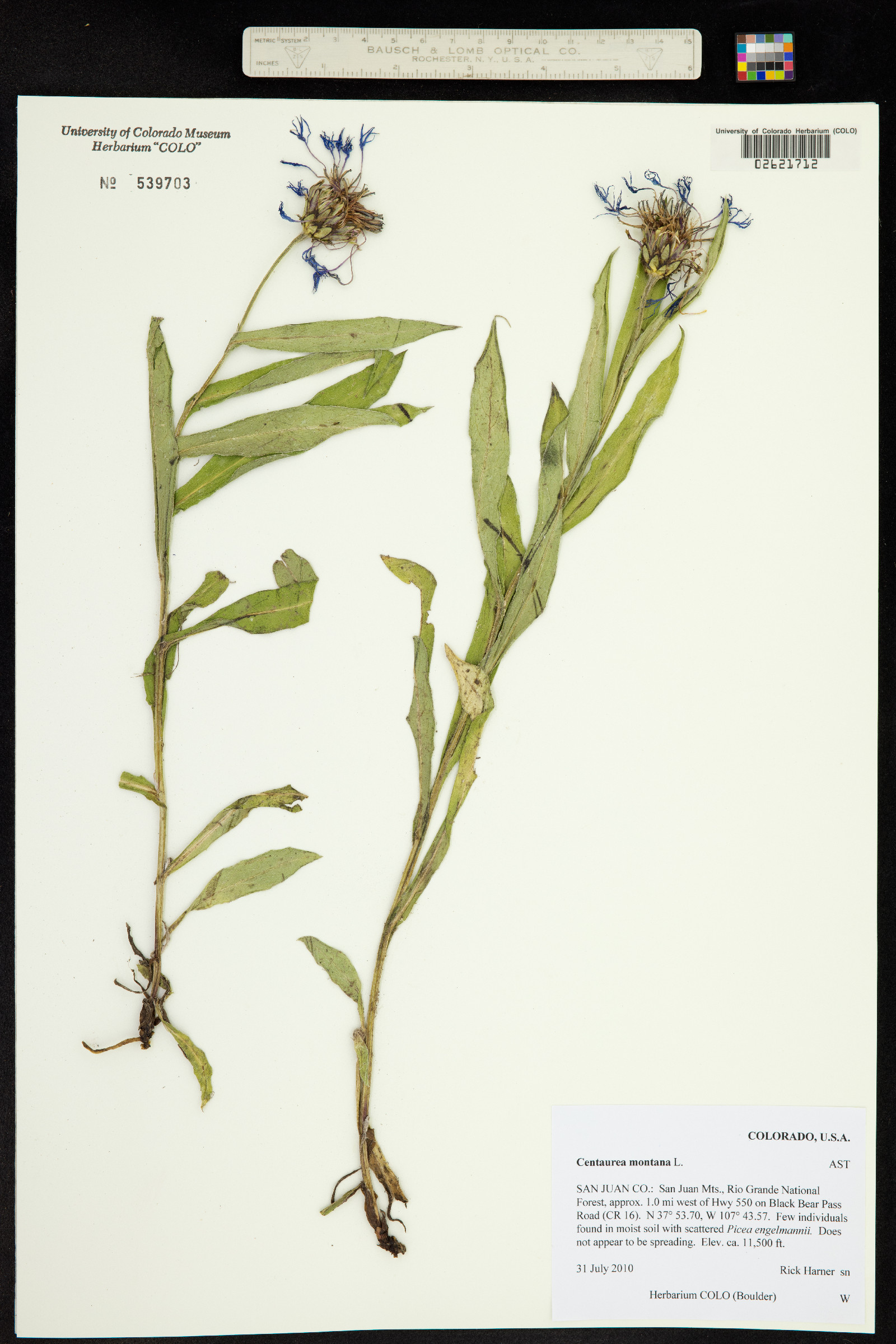 Centaurea montana image