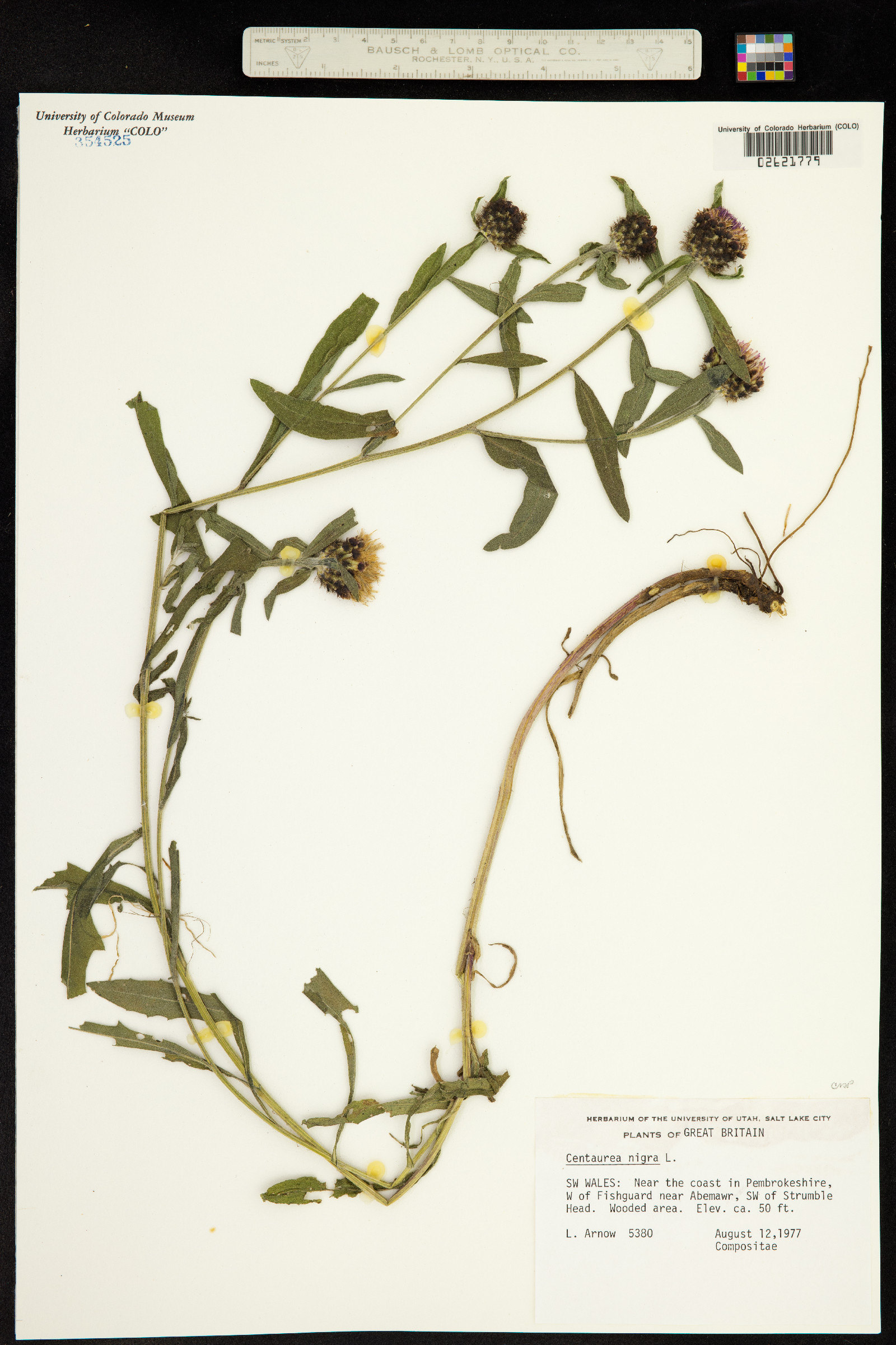 Centaurea nigra image