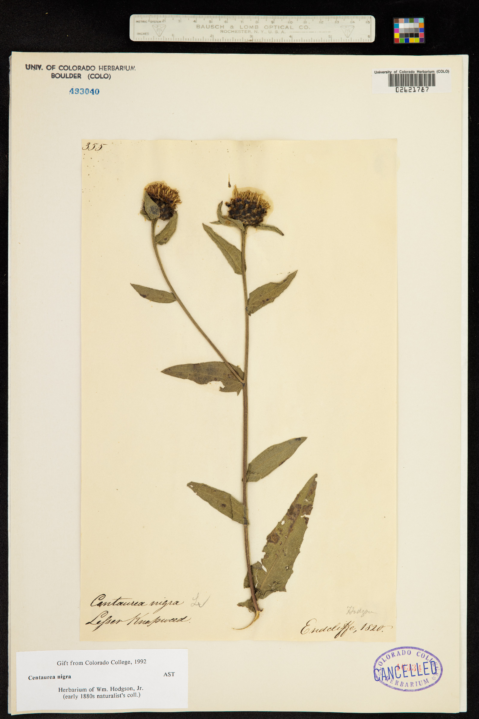 Centaurea nigra image