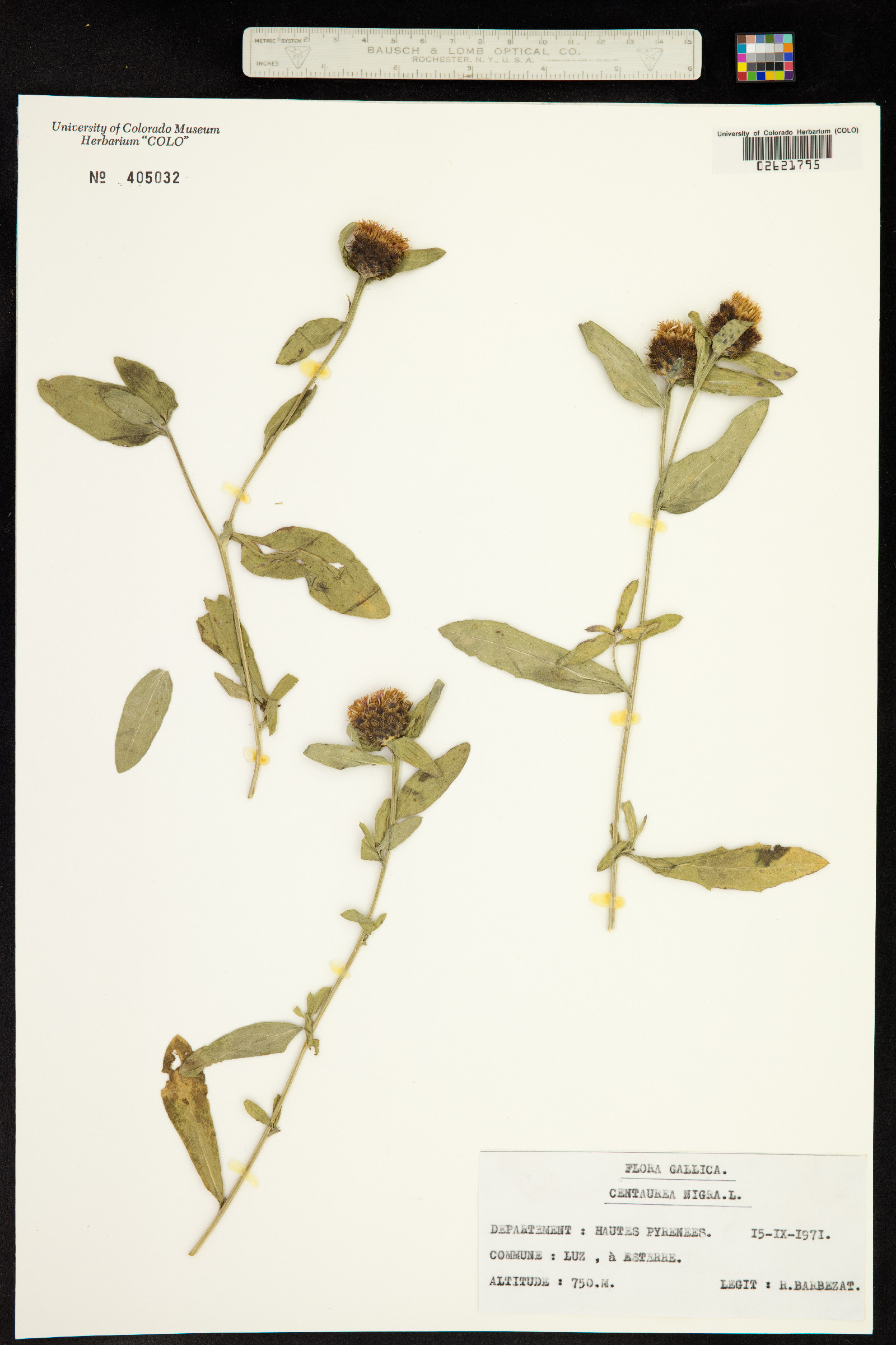 Centaurea nigra image
