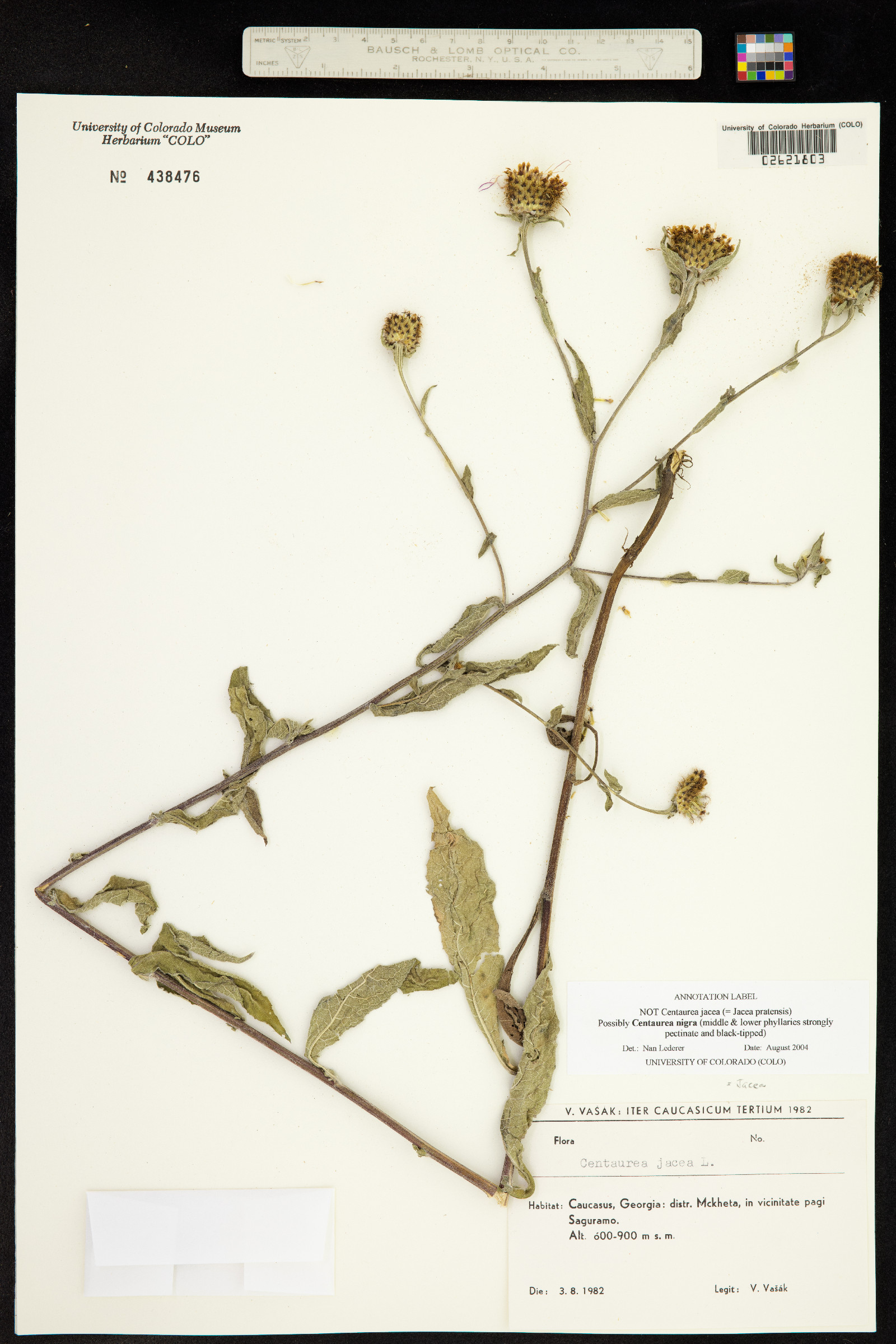 Centaurea nigra image