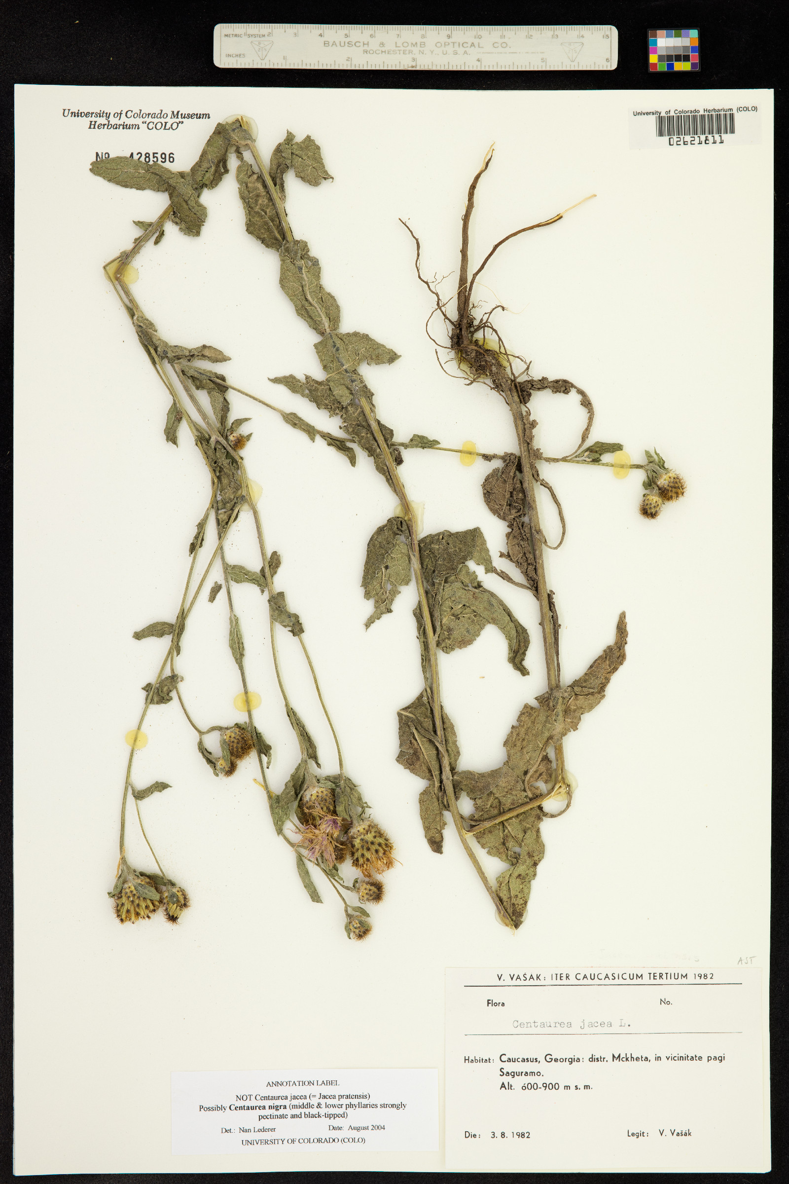 Centaurea nigra image