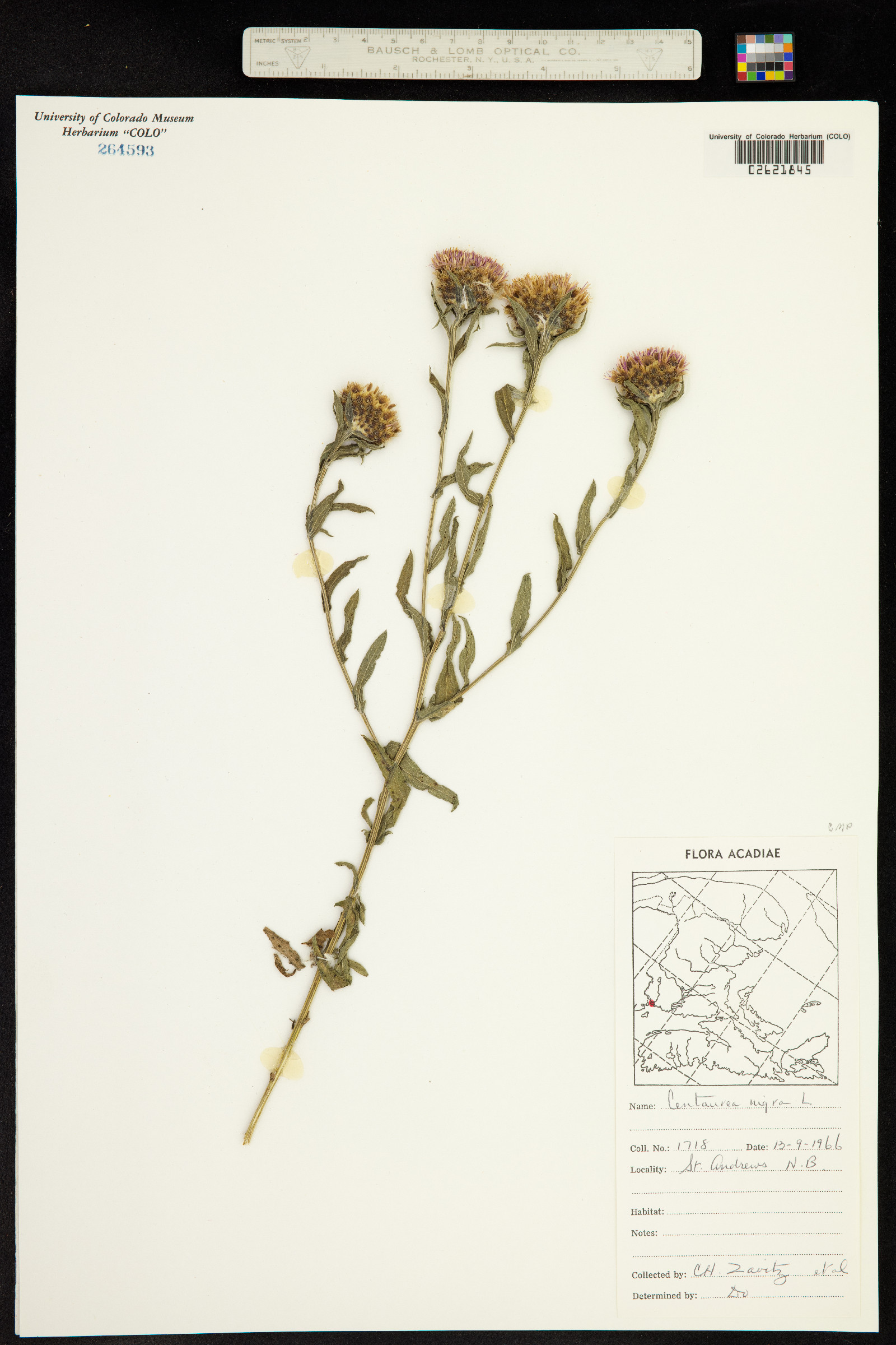 Centaurea nigra image