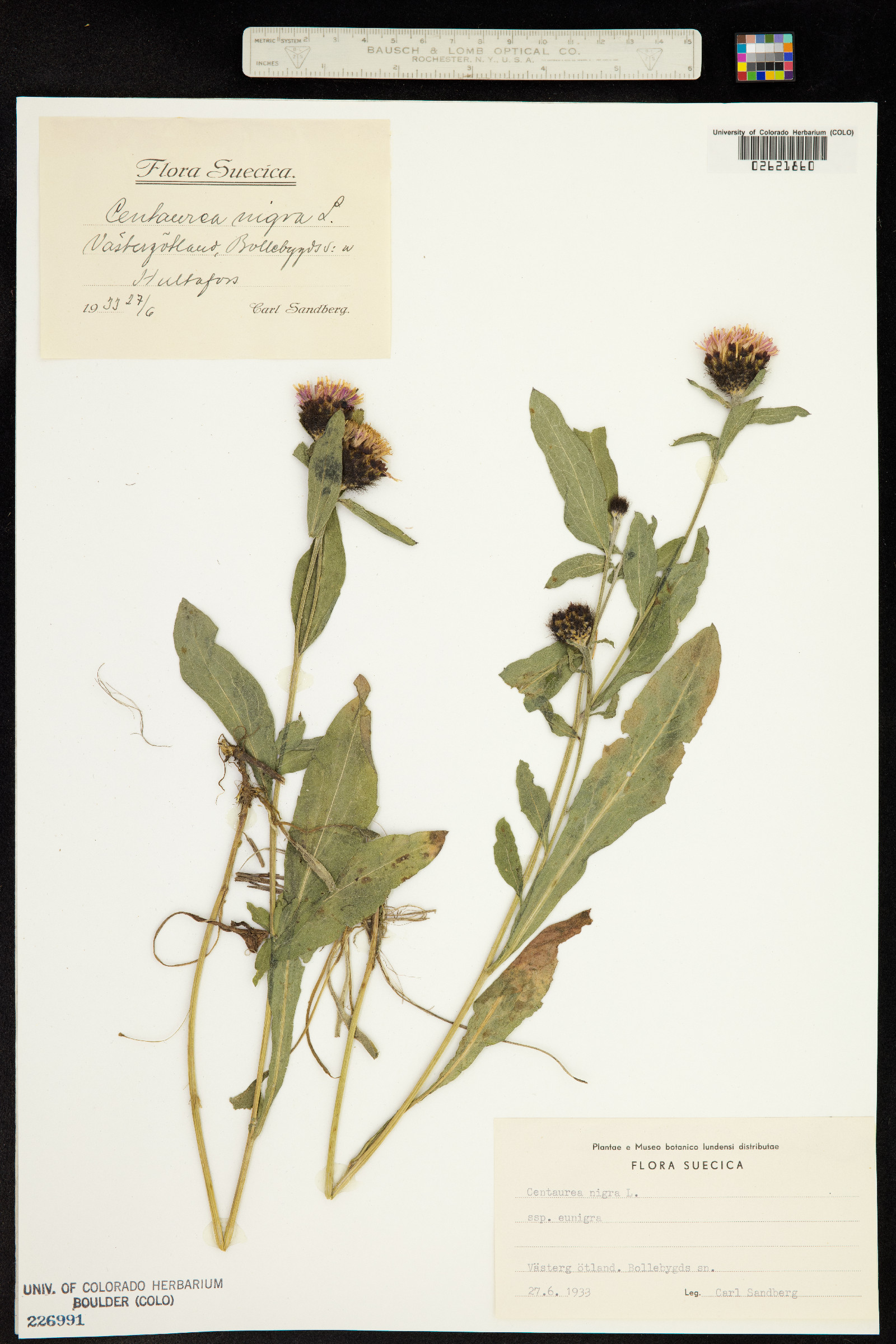 Centaurea nigra image