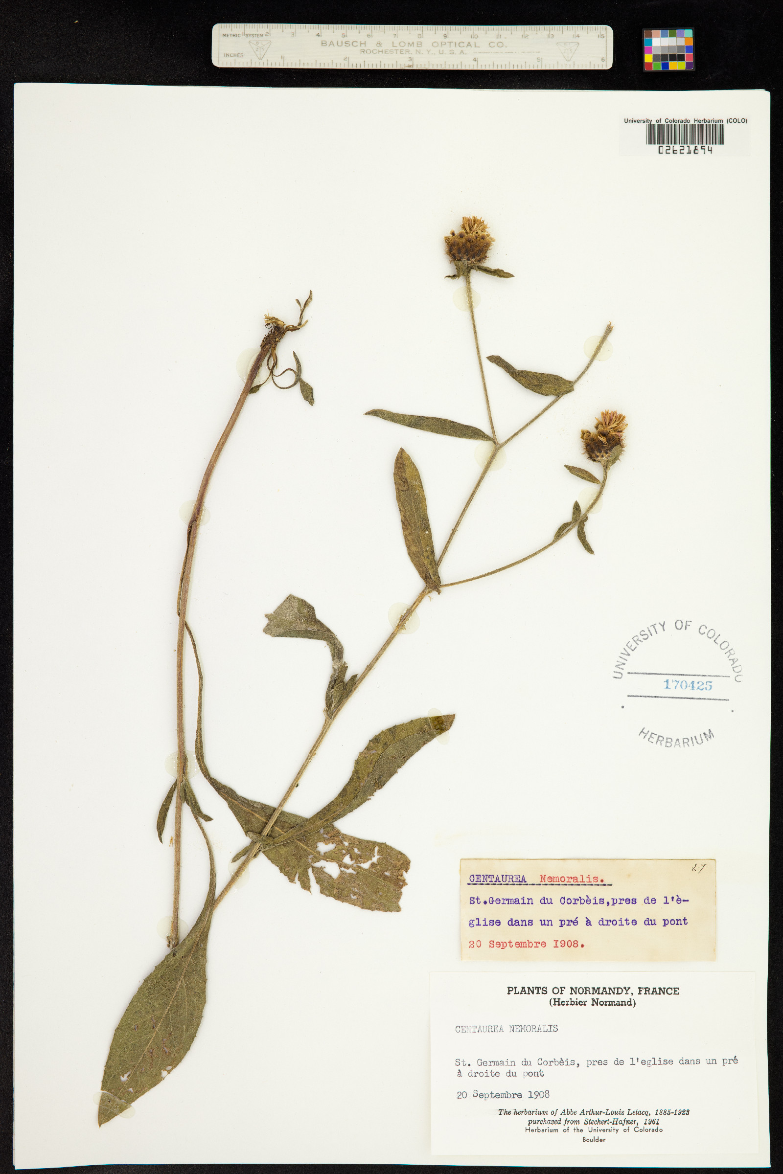 Centaurea nigra image