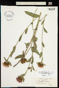 Centaurea pratensis image