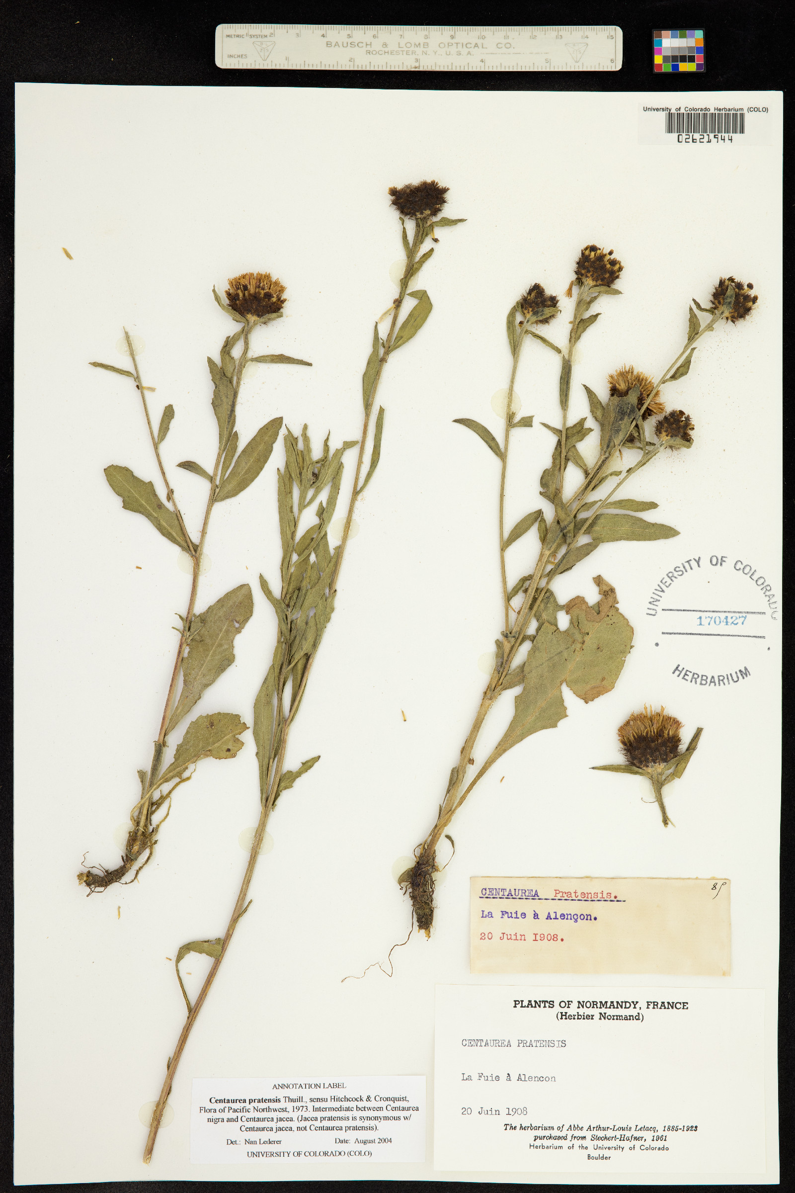 Centaurea X moncktonii image