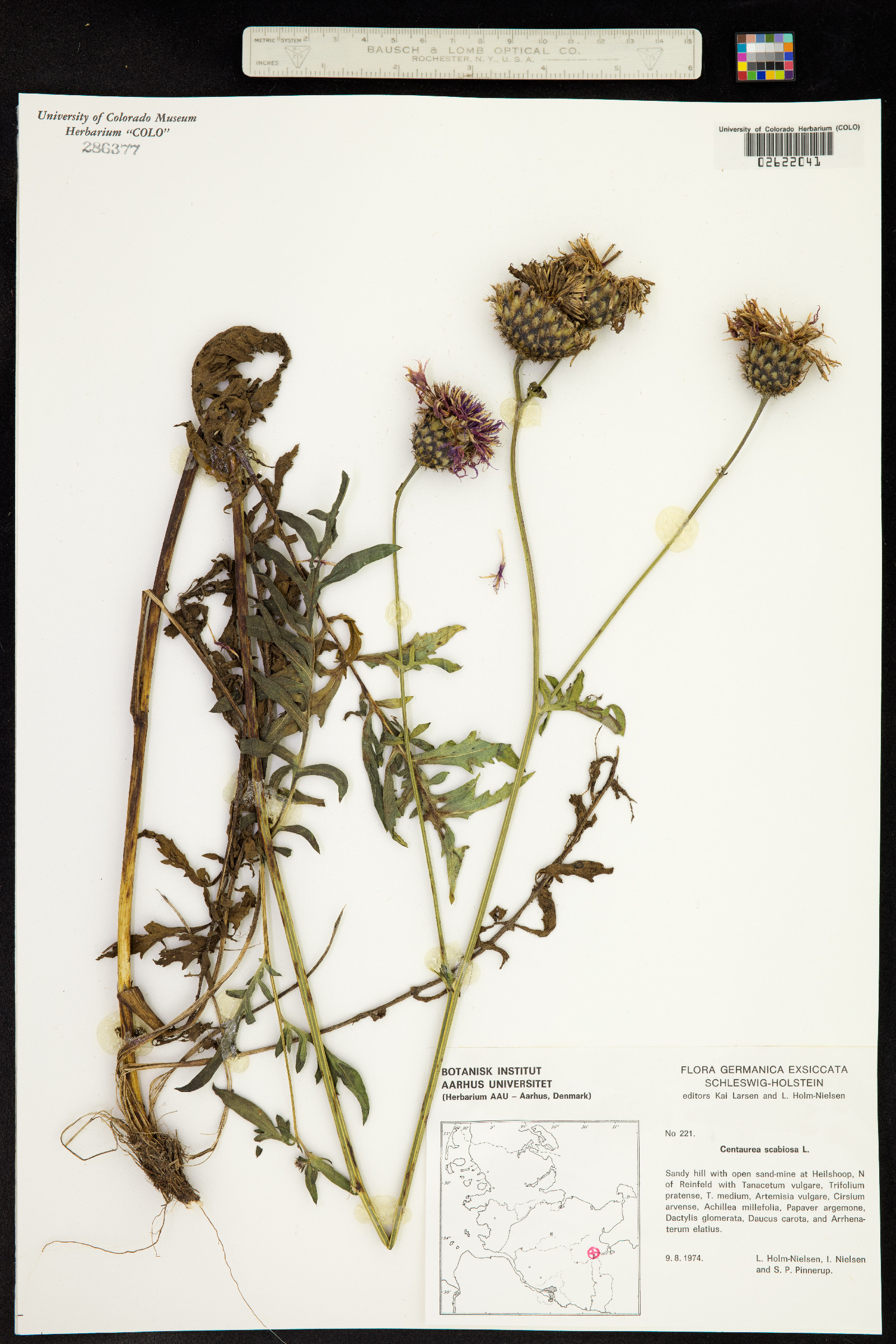 Centaurea scabiosa image