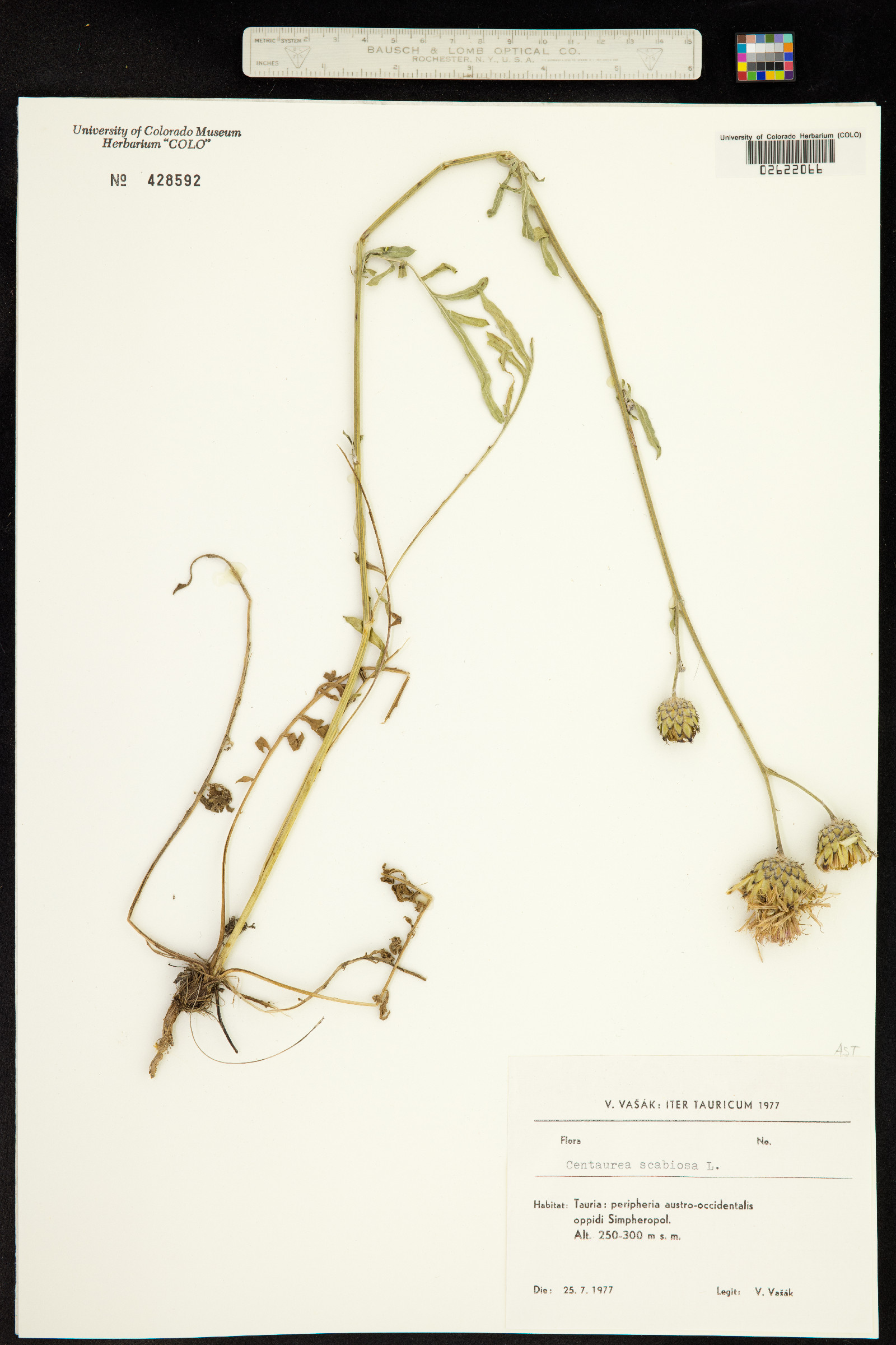 Centaurea scabiosa image