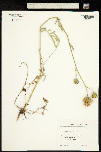 Image of Centaurea scabiosa