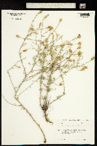 Centaurea squarrosa image