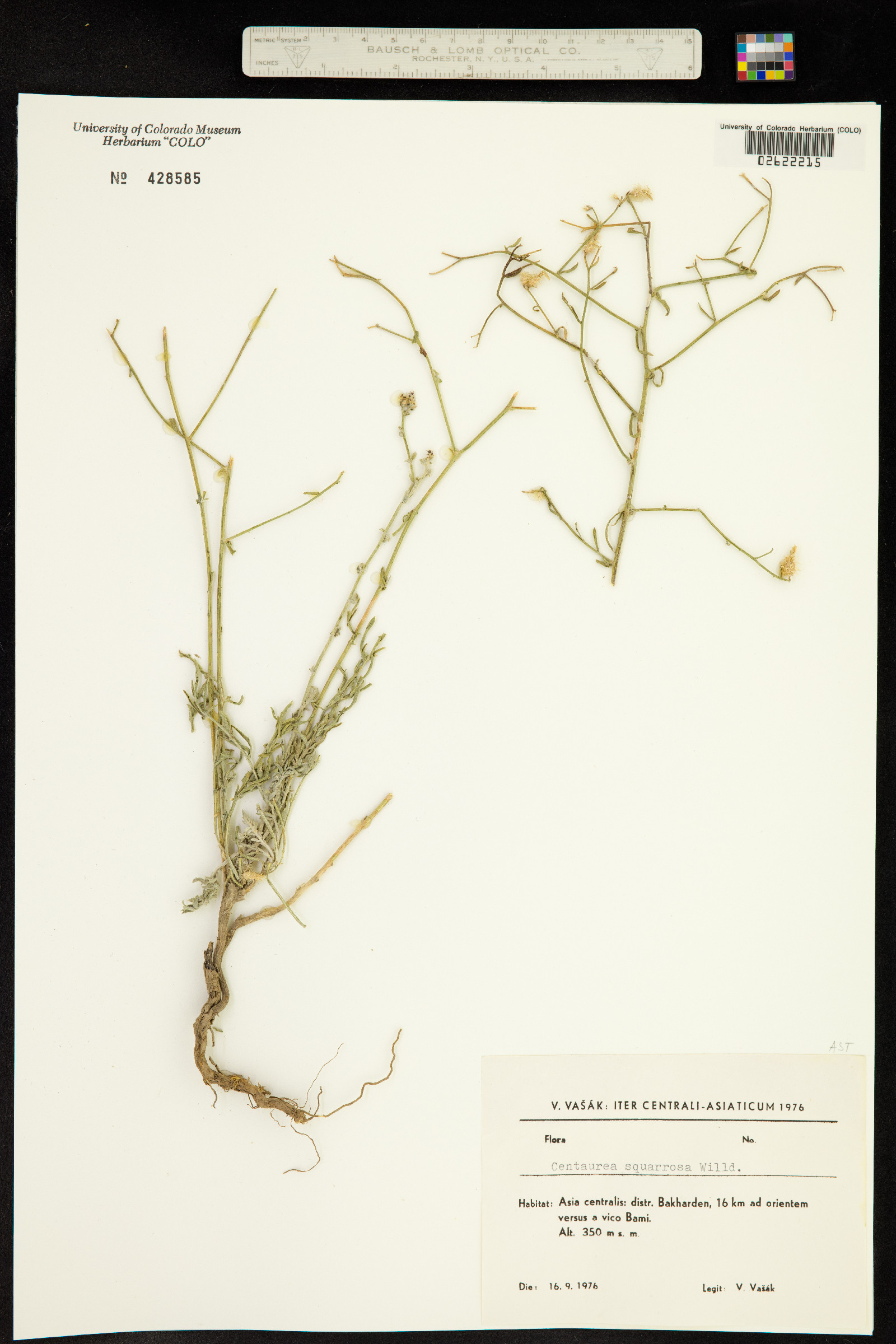 Centaurea squarrosa image