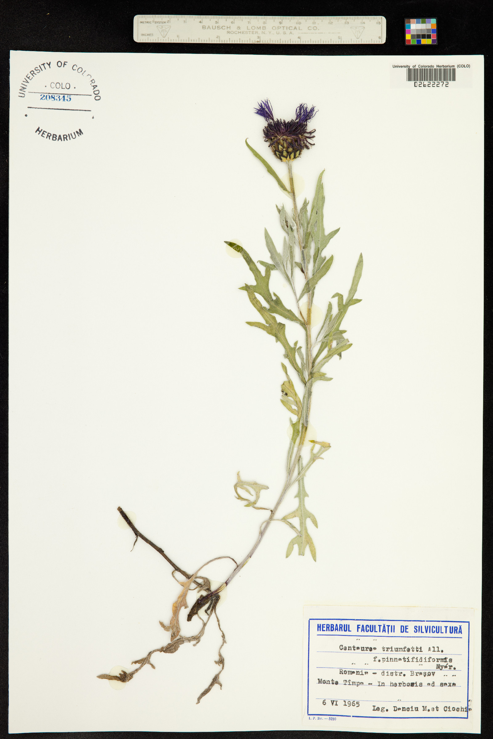 Centaurea triumfettii image