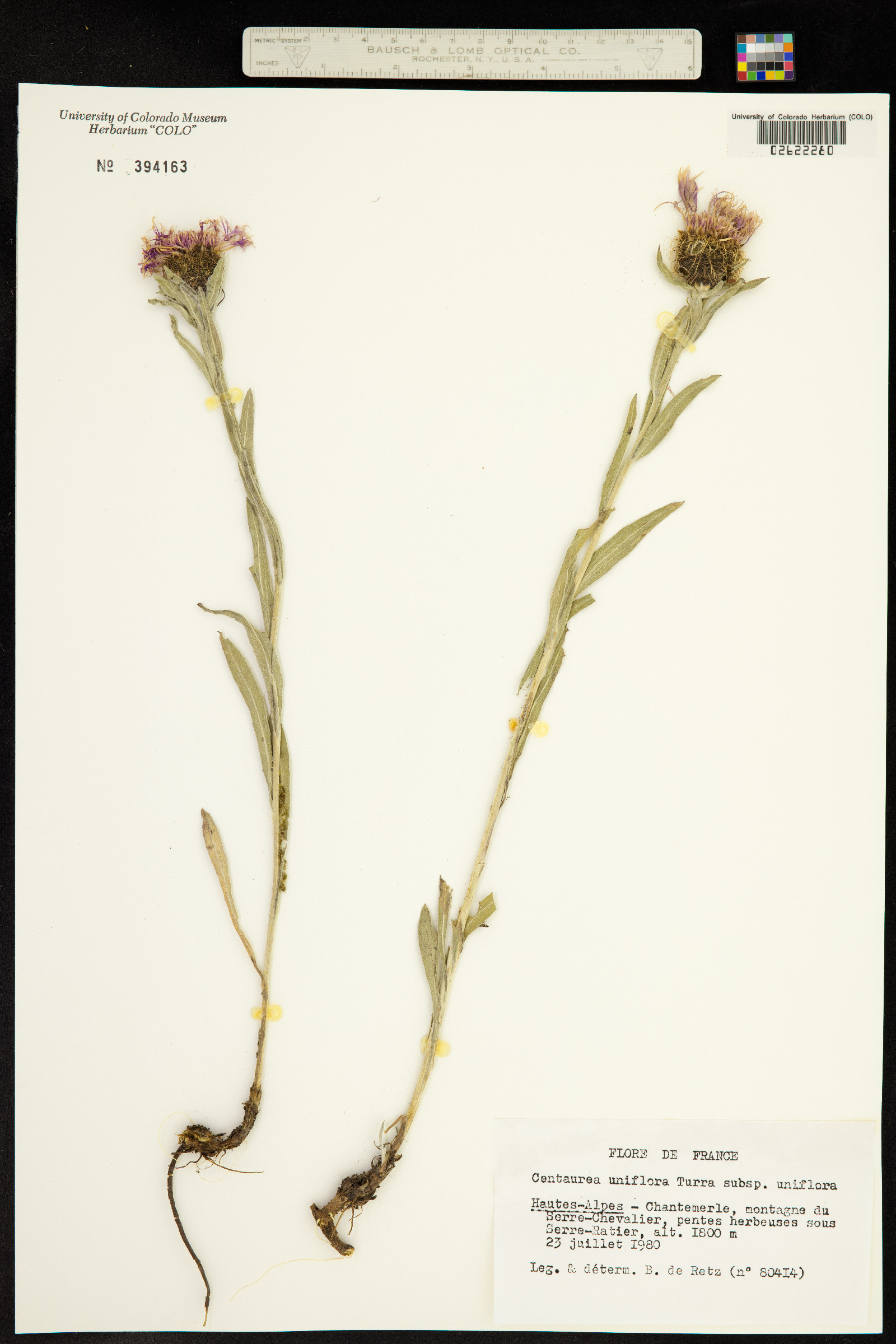 Centaurea uniflora image