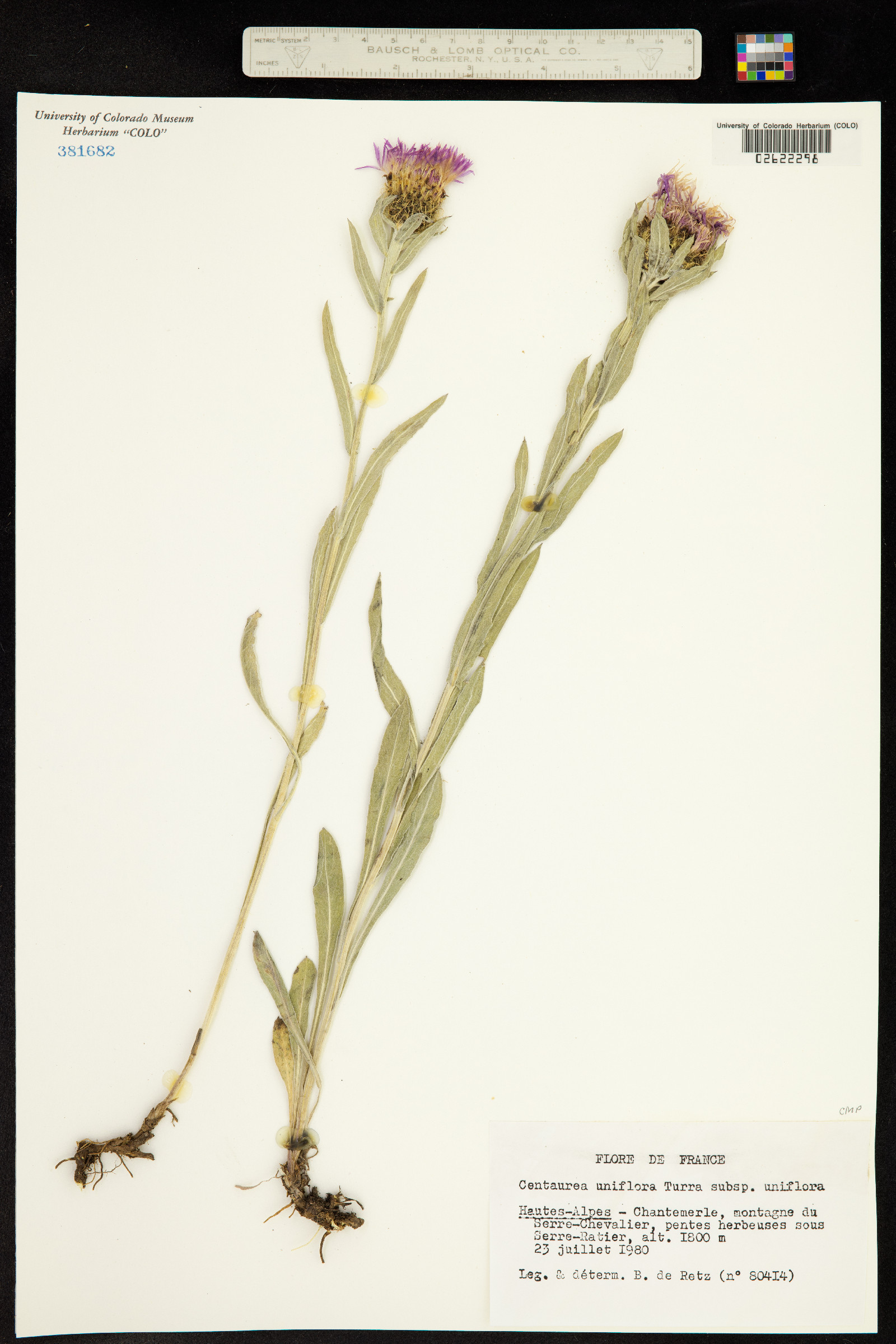 Centaurea uniflora image