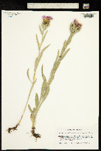 Centaurea uniflora image