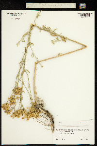 Centaurea aggregata image