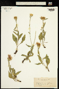 Centaurea amara image