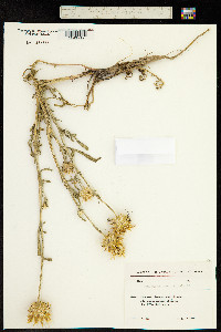 Centaurea carduiformis image