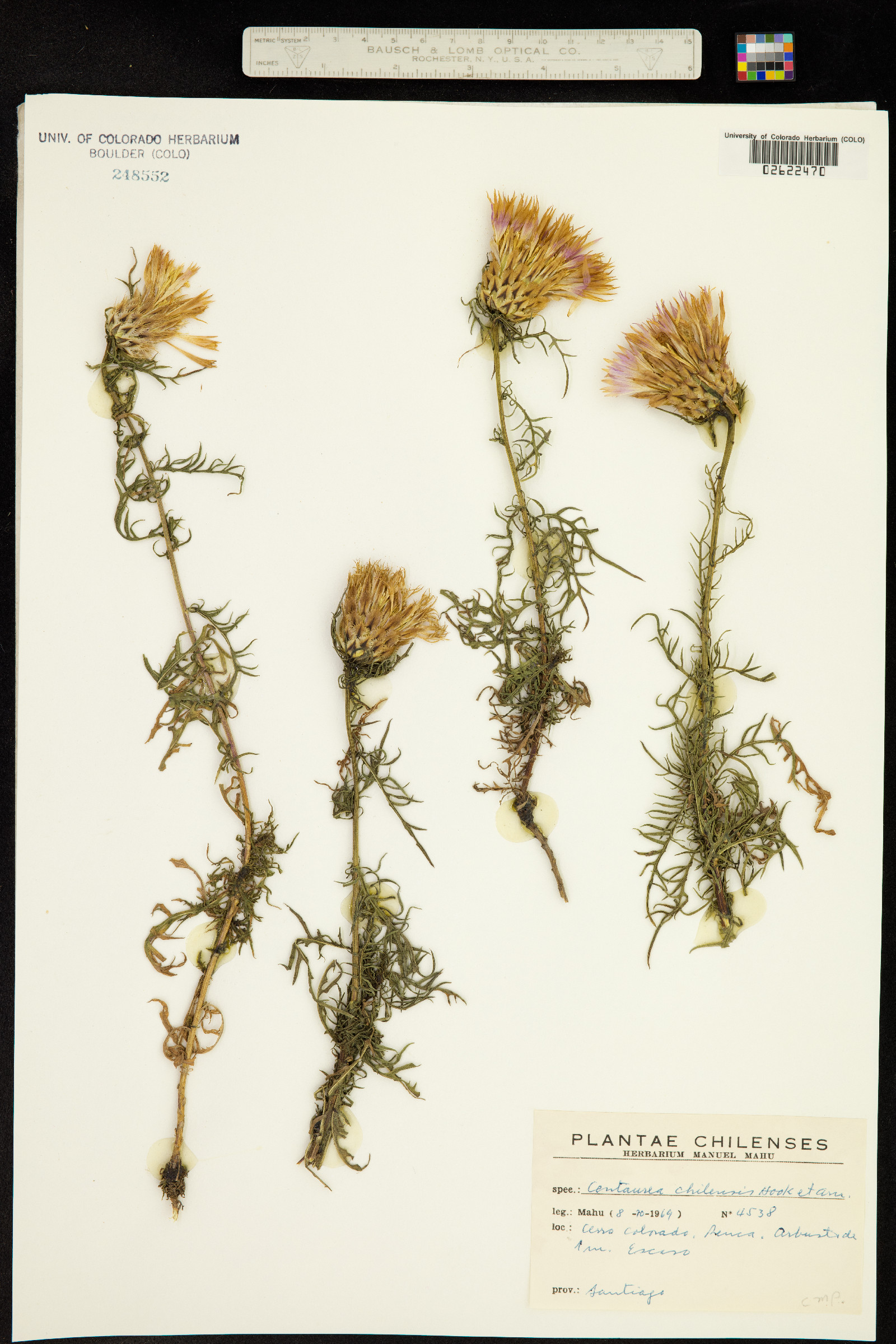 Centaurea chilensis image