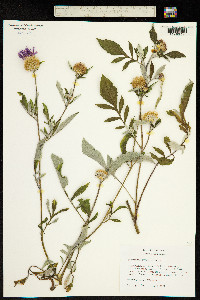 Centaurea dealbata image