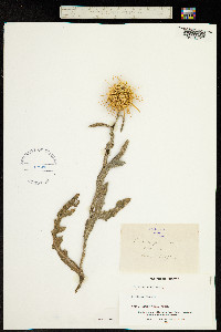 Image of Centaurea ferox