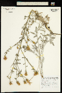 Image of Centaurea leucophaea