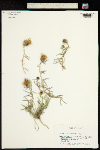 Centaurea linifolia image