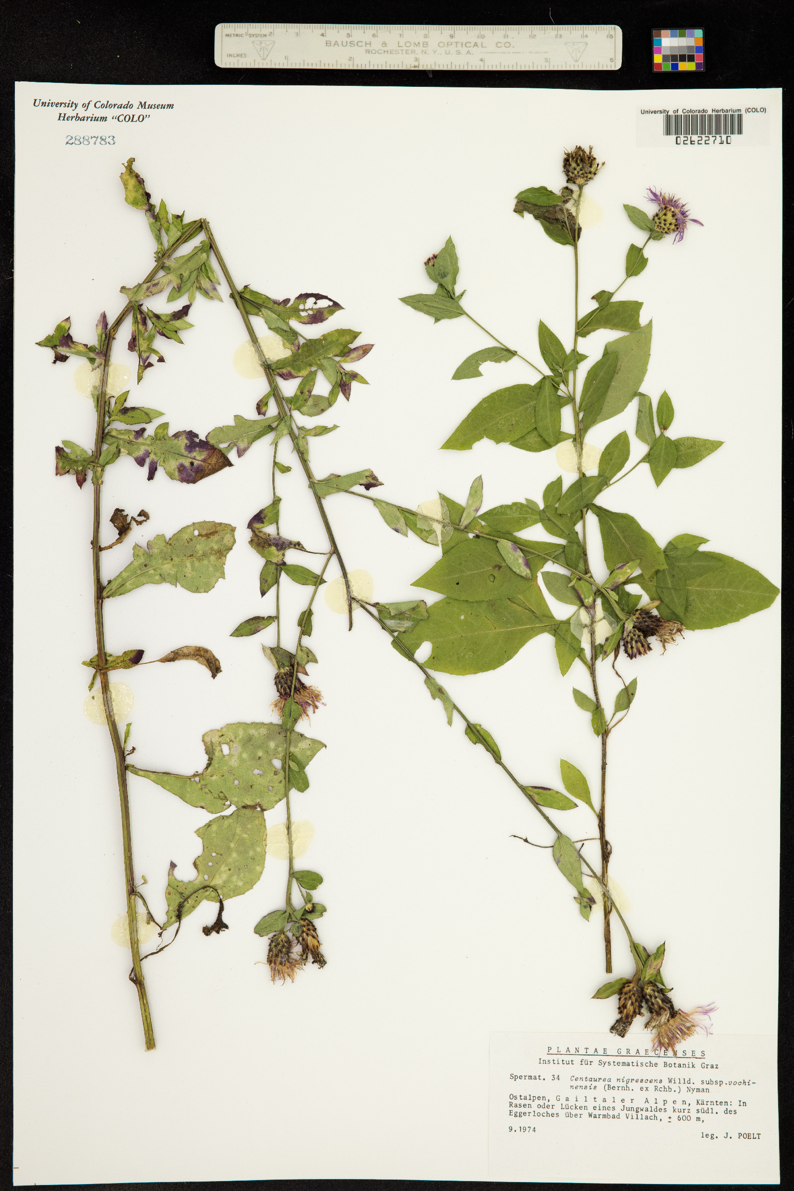 Centaurea nigrescens image