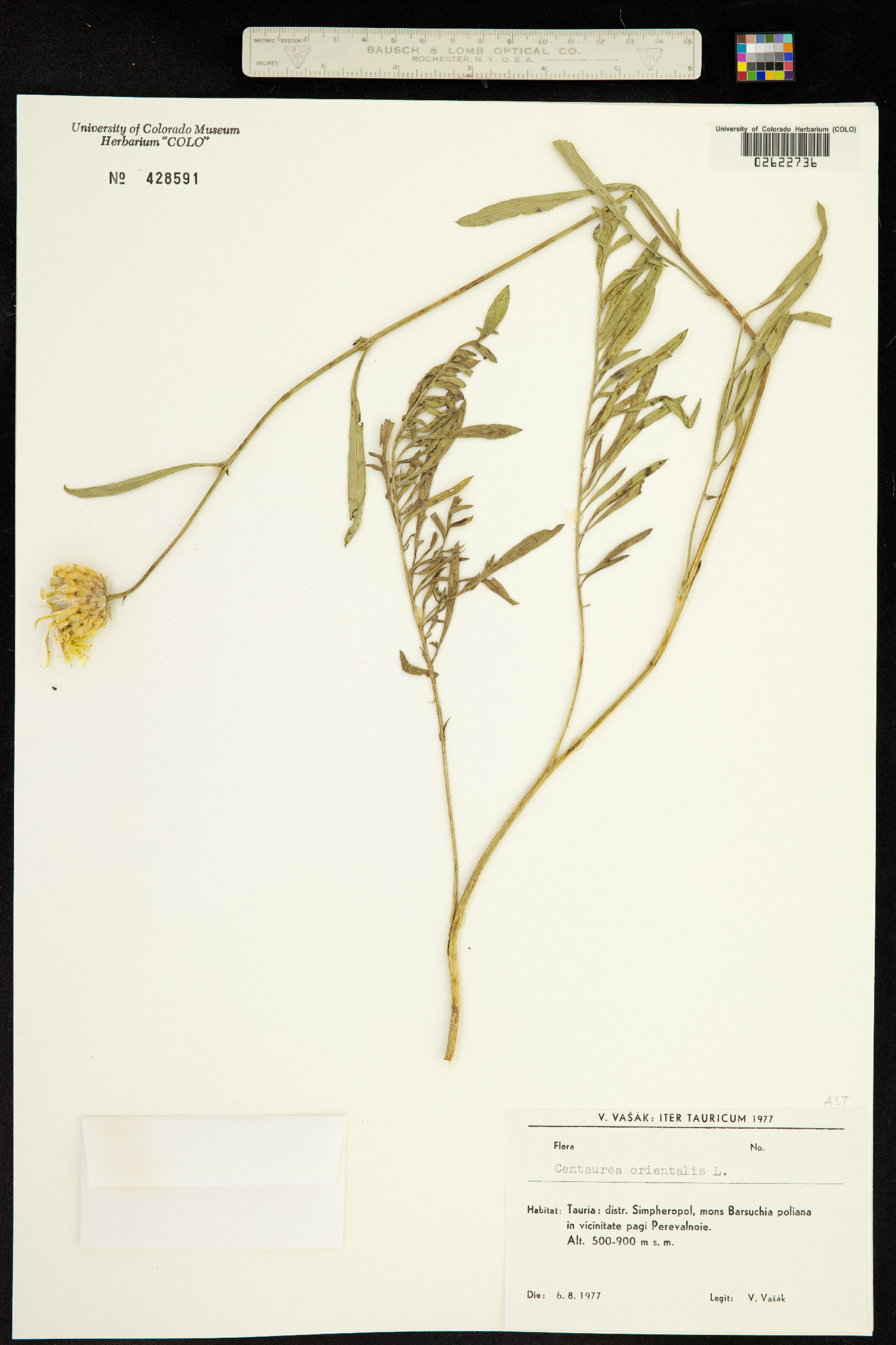 Centaurea orientalis image