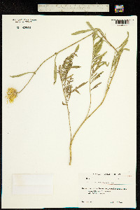 Image of Centaurea orientalis