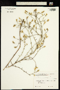 Image of Centaurea ovina