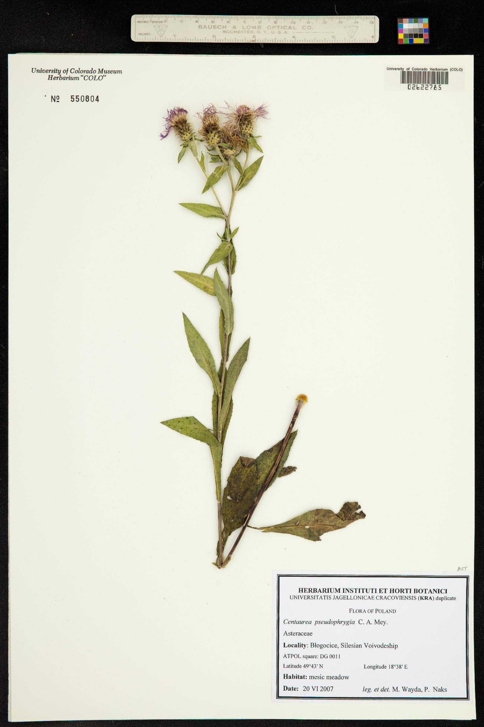 Centaurea phrygia subsp. pseudophrygia image