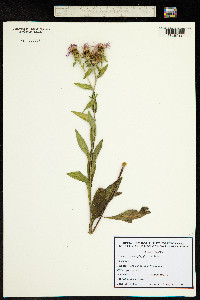 Centaurea phrygia subsp. pseudophrygia image